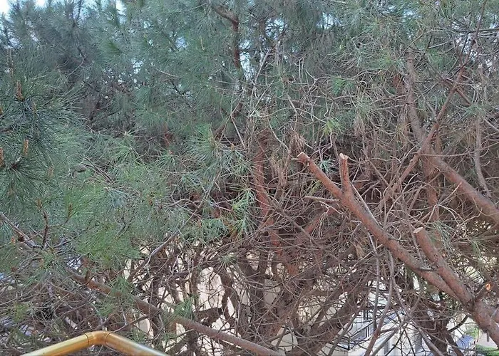 Ocean Bloom Escape B62 *