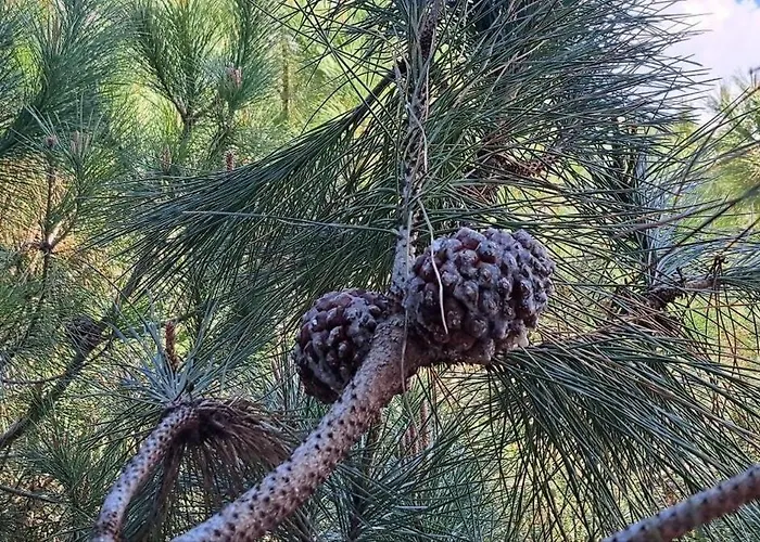 Ocean Bloom Escape B62 Golem (Tirana)